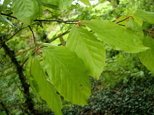 Beech Noyau