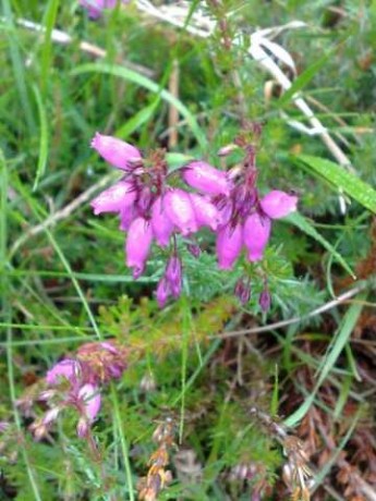 Cornish Heather at Godolphin Hill