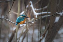 Word of the day: “Eisvogel” - German for kingfisher, literally “ice-bird”; in Russian Зимородок, lit. “winter-born”