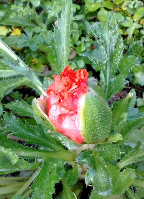 Papaver orientale 'Pizzicato' just budding - November 2009!