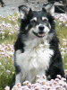 Melys in the Thrift at Trevone - May 2002