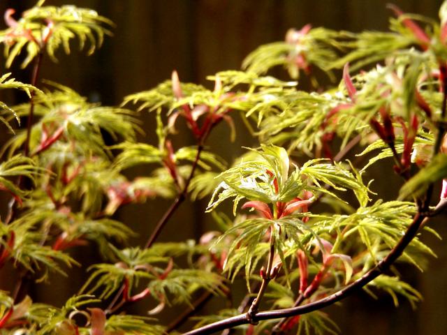 Acer @ Warwick Road