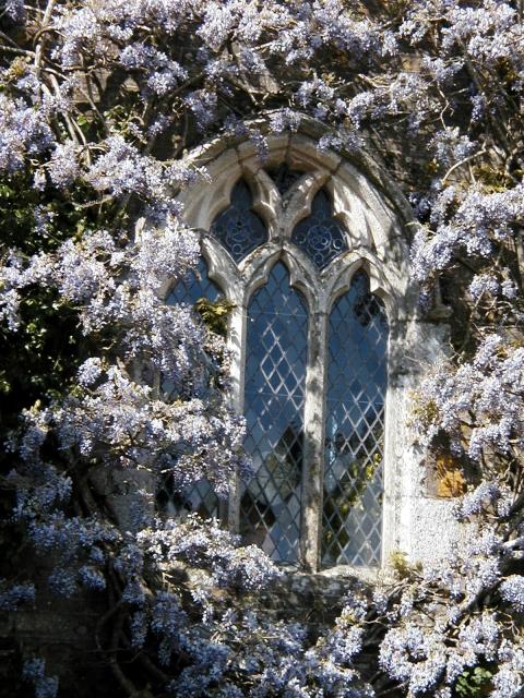 Wisteria Window @ Trewan
