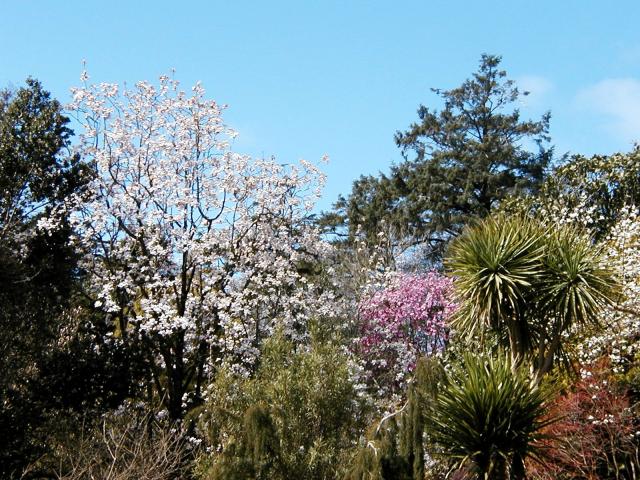 Magnolia view @ Trewidden