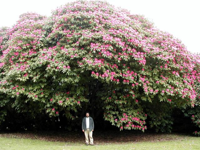 Rhododendron @ Tregullow