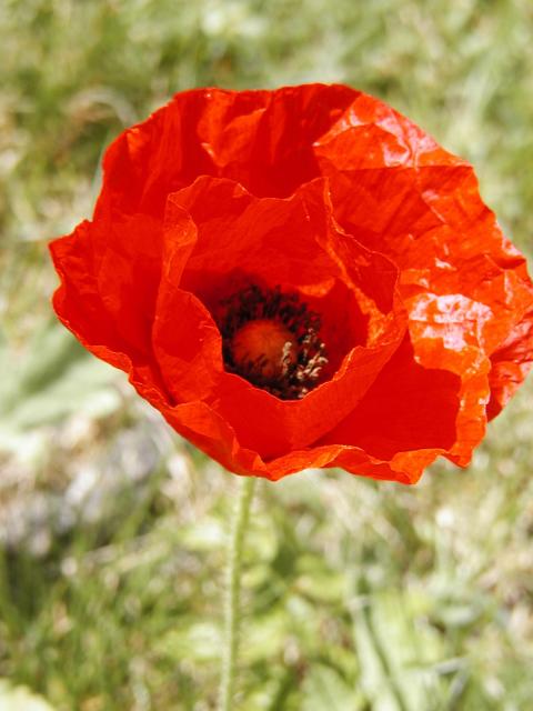 Poppy @ Westview