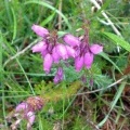 Cornish Heather on Godolphin Hill